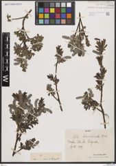 Foto von Salix breviserrata Flod.